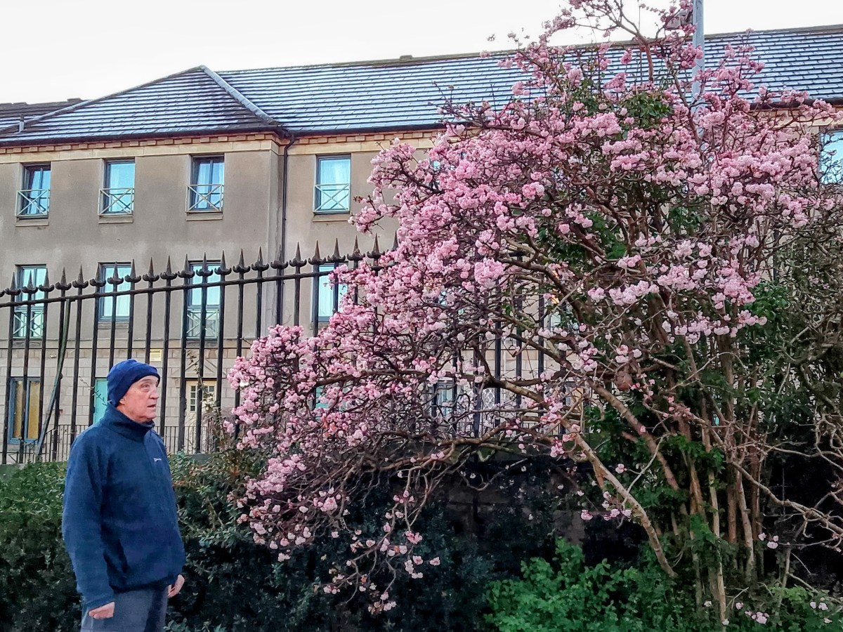 Cherry Blossom in&nbsp;Winter