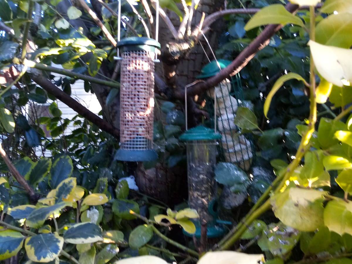 Learning to hear&nbsp;birdsong