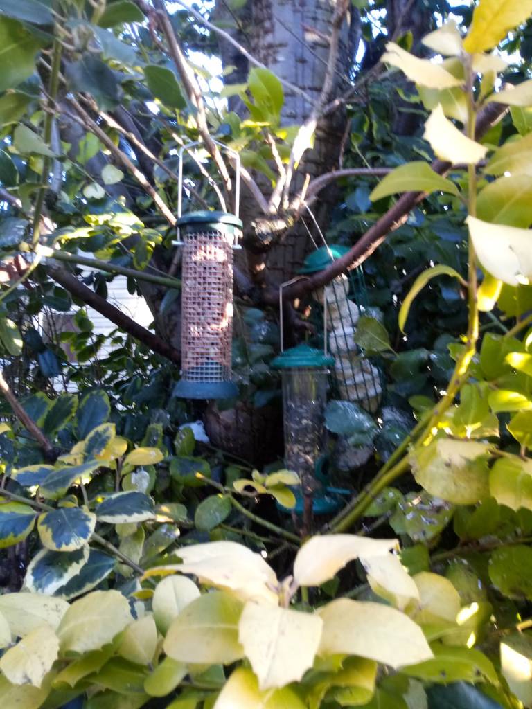 Feeders outside my window are a constant source of joy