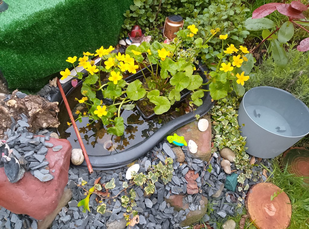 Gold Marigold over our makeshift pond