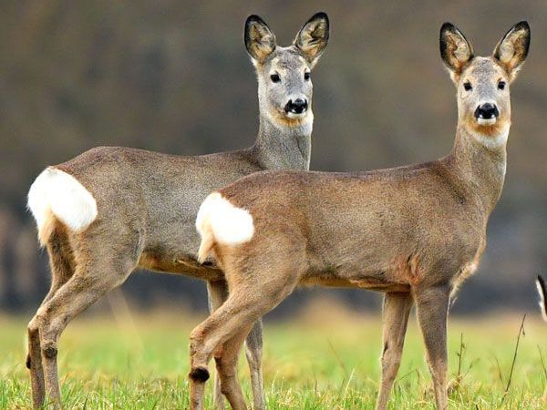 Running with the Roe&nbsp;Deer