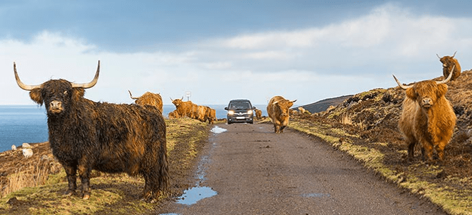 Cows free to roam
